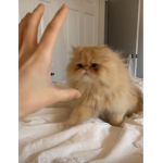 Catty<3