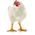[-] The Birb Republica [-]
