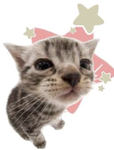 Sotatito de GATO!