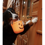the amazing halloween club