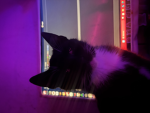 miriluvcats