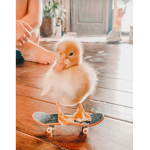 Mini_suc