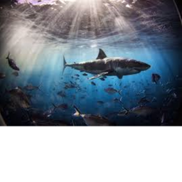 sharkster hangout