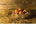The Eggs Chicken Coop