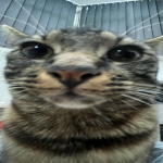 tabby fanclub