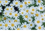 Flower_ daisies