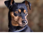 dogs are lit