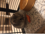 Cute hamster squad