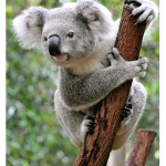 Koalas (colas)