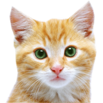 The Cat Squ@d