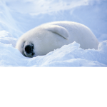 The Super Seal Squad