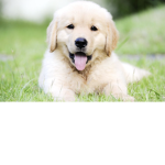 puppyloverz group