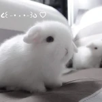 A N G E L I T O S. Group Thumbnail