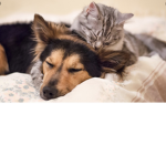 The Cat and Dogs of Roblox