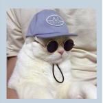CAT TEAM!!!!