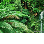 The funky jungle