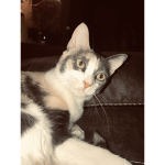Kittens are the best animals