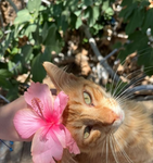 Be cats club