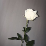 ~White Rose~
