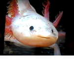 Axolotl Soilders