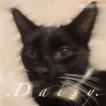 .D a i s y.