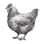 Chicken Fanclub!!!