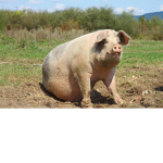 THICK HOMIE