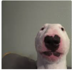 The meme boíz
