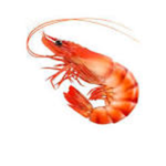 Prawn Da Best