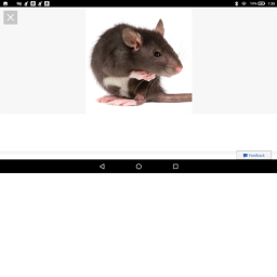 Rats village