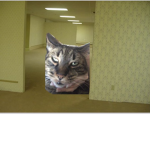 Fat cats are obese