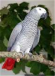 African Greys Owners/ Other parrot owners