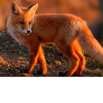 boss fox