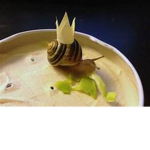 The Snail Cult C: