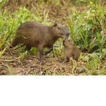 capybarbar