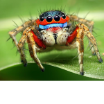 spiders kingdom