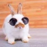 RICHRABBIT ENT.