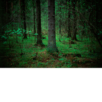THE forest