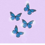 Pro butterflys
