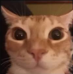 Cat Division