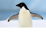 The Penguin Gang!