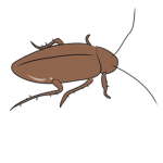 ROACH ARMY