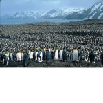 The Penguin Corporation