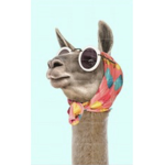 Lama ist cool