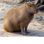The Capybara group