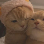 sunyatas