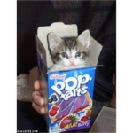 THE   EPIC   KITTY   CATS!!!
