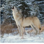 WolfpackM