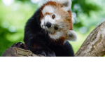 Red Panda Group :D