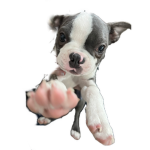 Dexter The Beautiful Dog Official YT Fan Club